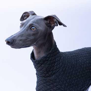 How to choose the right sweater for your Italian Greyhound