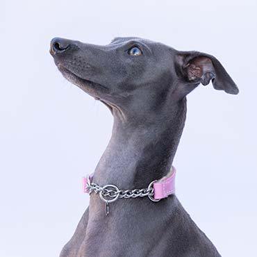 What is the purpose of a martingale dog collar?