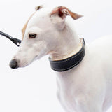 Small Black Leather Wool-lined Martingale Collar for Italian Greyhounds - IGGY DOGWEAR
