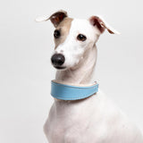 Blue Leather Wool-lined Martingale Collar