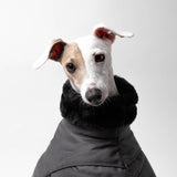 Italian Greyhound Winter Coat Charcoal Closeup