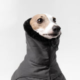 Italian Greyhound Winter Coat Charcoal Collar up