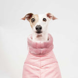 Italian Greyhound Winter Coat in Pink