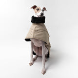 Italian Greyhound Winter Coat Sand Sitting