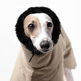 Italian Greyhound Winter Coat Sand Collar up