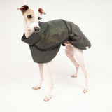 Italian Greyhound Reflective Trench Coat