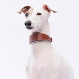Small Tan Leather Wool-lined Martingale Collar for Italian Greyhounds - IGGY DOGWEAR