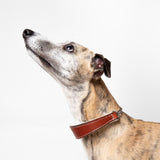 Tan Leather Wool-lined Martingale Collar